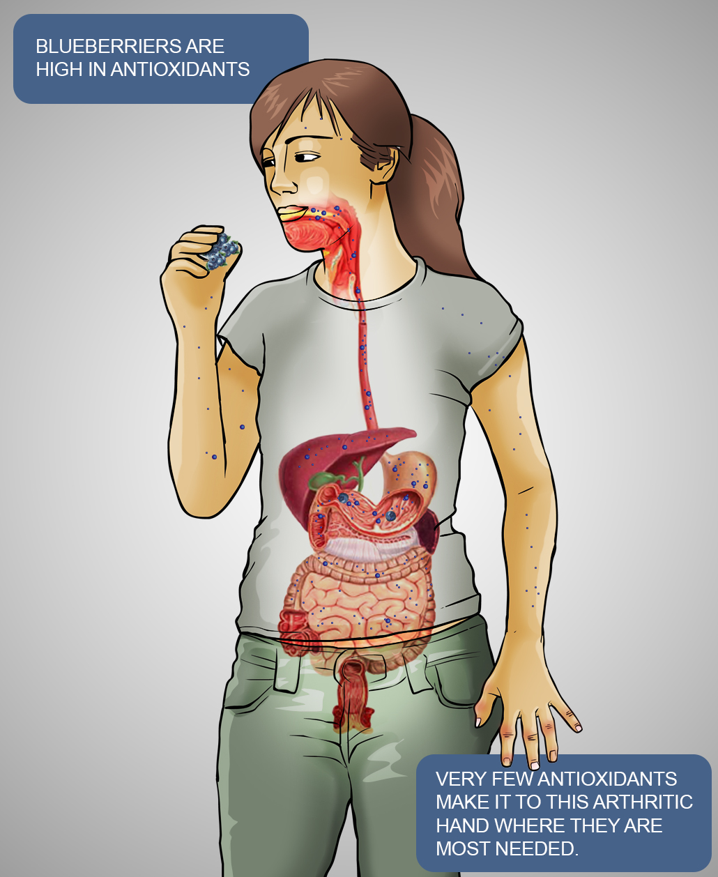 antioxidant digestive system diagram C
